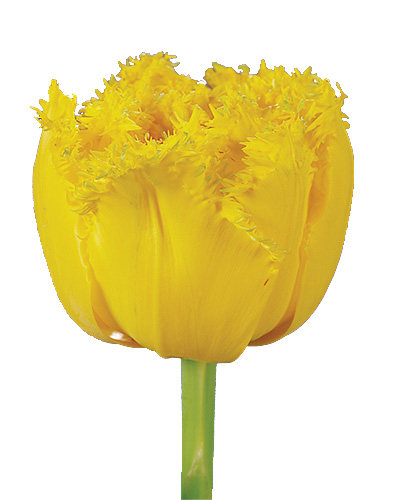 TULIPÁN Mon Amour 11/12, 100 ks